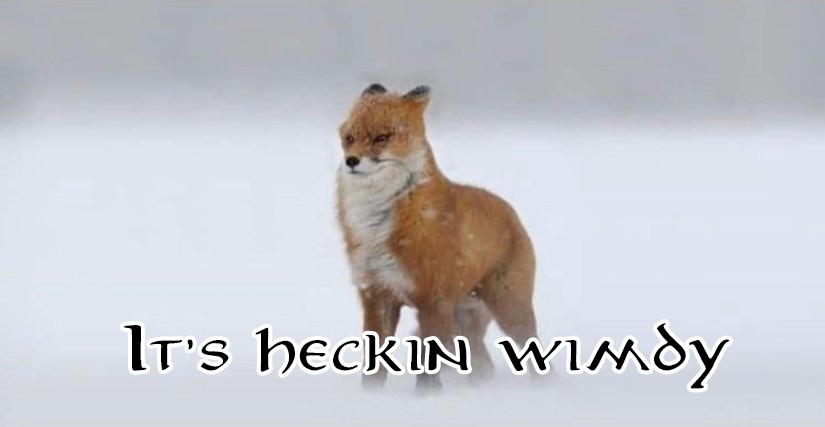 A fox stands against a strong wind with the subtitle "It's heckin wimdy"